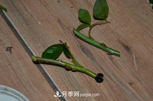 養(yǎng)護月季時需要扦插的時候都要注意哪些事項？(圖2)