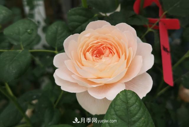 月季和玫瑰，她們都叫Rose！美麗與浪漫的化身(圖1)