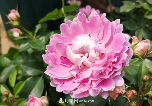 月季和玫瑰，她們都叫Rose！美麗與浪漫的化身(圖2)