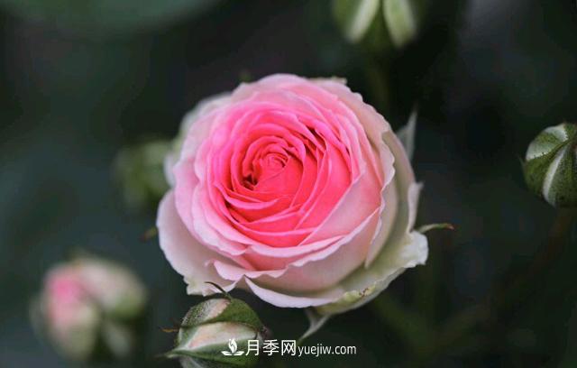 月季和玫瑰，她們都叫Rose！美麗與浪漫的化身(圖3)