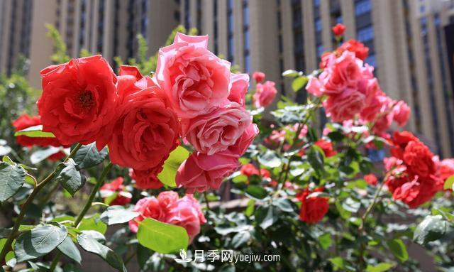月季花好養(yǎng)嗎？給你養(yǎng)殖方法，養(yǎng)過后就欲罷不能(圖1)