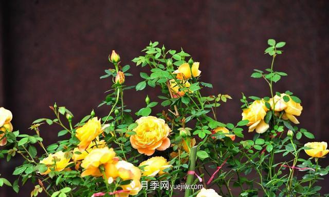 月季花好養(yǎng)嗎？給你養(yǎng)殖方法，養(yǎng)過后就欲罷不能(圖3)