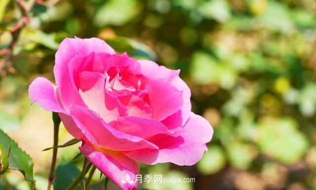 月季花好養(yǎng)嗎？給你養(yǎng)殖方法，養(yǎng)過后就欲罷不能(圖2)