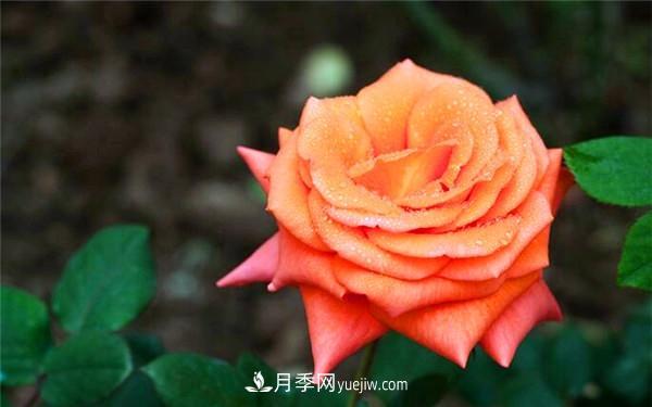 歐月月季和月季花的區(qū)別是什么？(圖1)