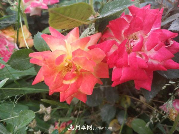 地被月季有哪些品種？紅色、黃色、白色、藍色？(圖1)