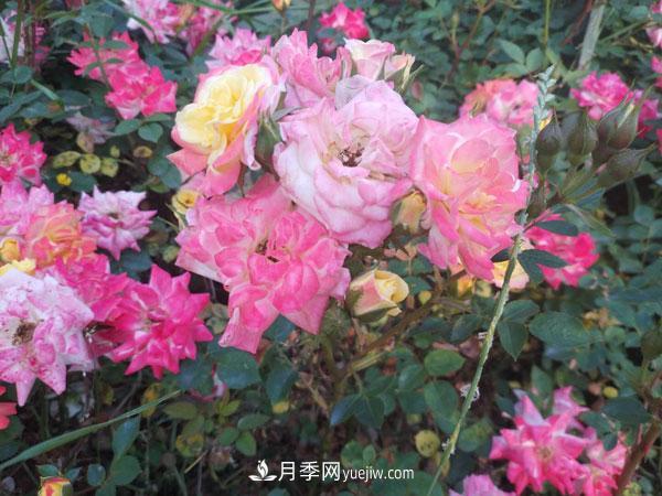 地被月季有哪些品種？紅色、黃色、白色、藍色？(圖2)