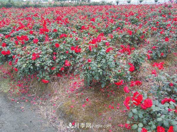 地被月季有哪些品種？紅色、黃色、白色、藍色？(圖5)