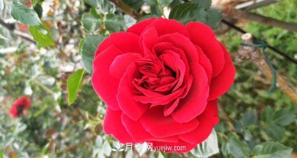 地被月季有哪些品種？紅色、黃色、白色、藍色？(圖3)