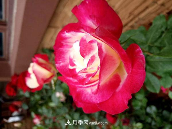 地被月季有哪些品種？紅色、黃色、白色、藍色？(圖4)