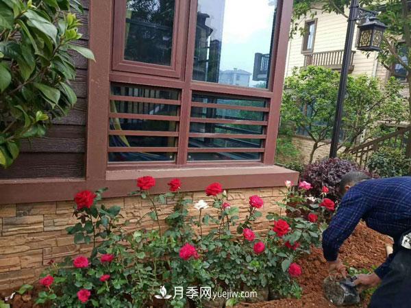 地被月季有哪些品種？紅色、黃色、白色、藍色？(圖8)