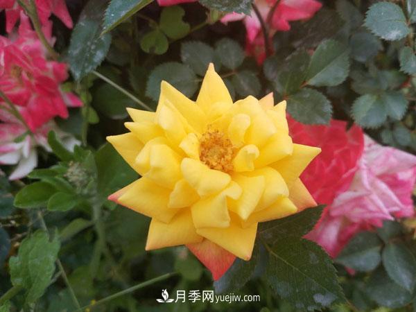 地被月季有哪些品種？紅色、黃色、白色、藍色？(圖6)