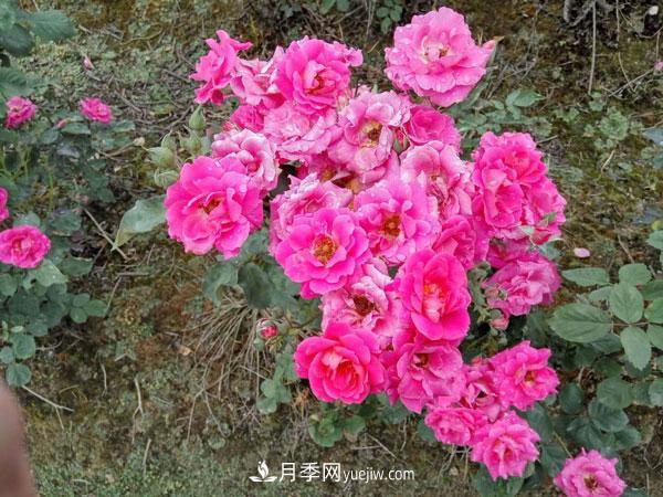 地被月季有哪些品種？紅色、黃色、白色、藍色？(圖7)
