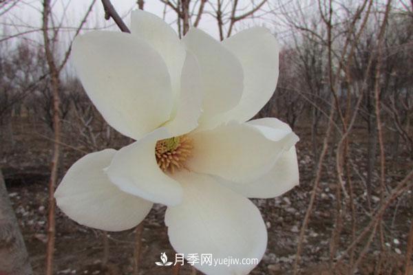 廣玉蘭和白玉蘭的區(qū)別，不同與相同之處(圖1)