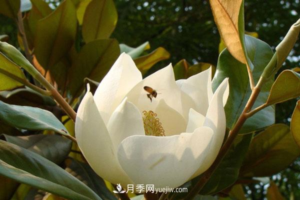 廣玉蘭和白玉蘭的區(qū)別，不同與相同之處(圖2)