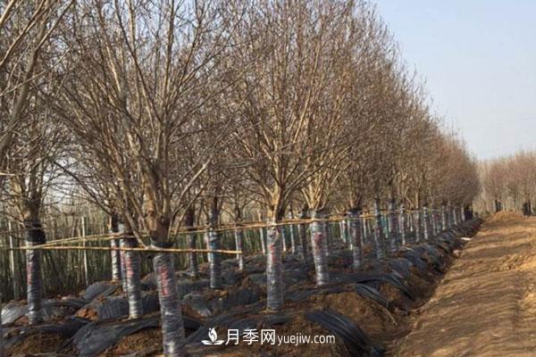 廣玉蘭和白玉蘭的區(qū)別，不同與相同之處(圖4)