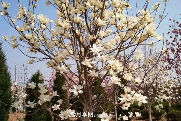 廣玉蘭和白玉蘭的區(qū)別，不同與相同之處(圖7)