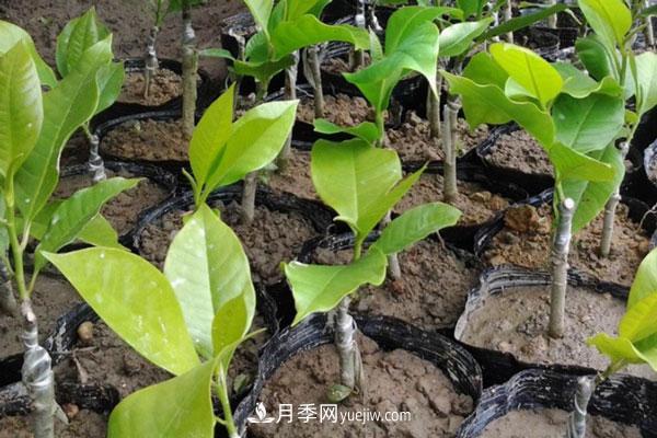廣玉蘭和白玉蘭的區(qū)別，不同與相同之處(圖5)
