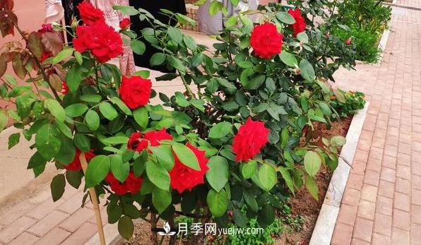 盆栽月季和地栽月季相比，哪種種植方式更耐旱？(圖2)