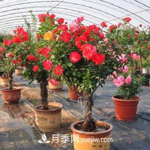 養(yǎng)月季不僅要學會防病蟲災，還需要把握修剪的技能(圖1)