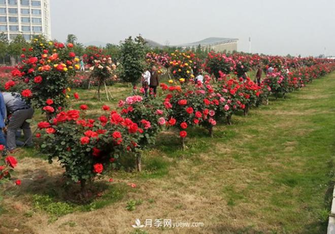 樹狀月季種植需要注意哪些問題？(圖1)