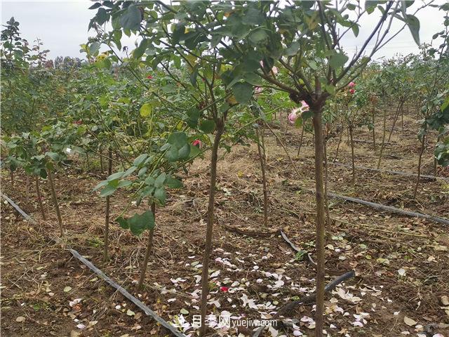 小高桿月季樹，小青桿月季批發(fā)(圖3)