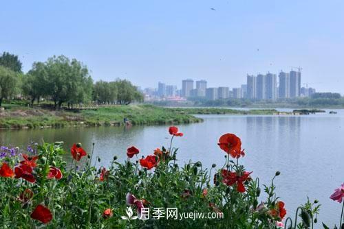 200多種月季花，花卉新品種豐富壽光城市園林色彩(圖2)