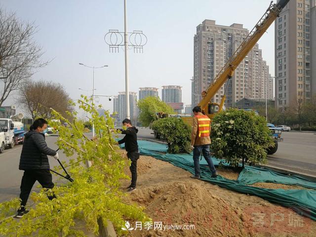 新鄉(xiāng)道路綠化升級(jí)喜現(xiàn)彩色樹(shù)，樹(shù)狀月季來(lái)了(圖1)