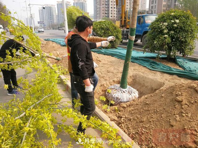 新鄉(xiāng)道路綠化升級(jí)喜現(xiàn)彩色樹(shù)，樹(shù)狀月季來(lái)了(圖2)