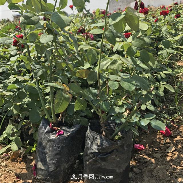 冬天天冷，一定要做好月季的保暖工作(圖1)
