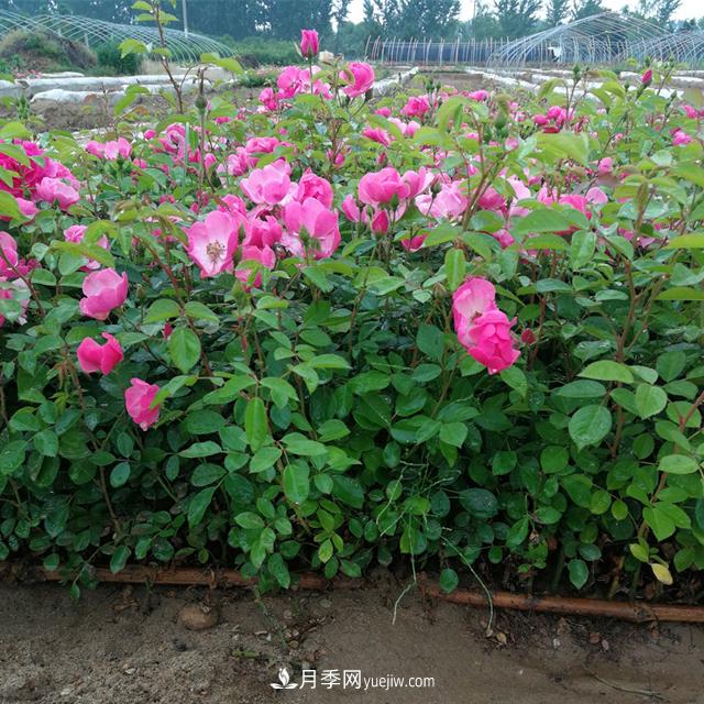月季牙簽苗的培養(yǎng)及其注意事項(圖1)