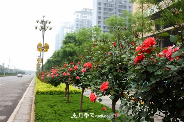 冬季常綠的綠化苗木有哪些？(圖1)