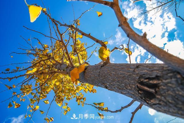2021綠化苗木行業(yè)兩極分化加劇 你是哪一級？(圖3)