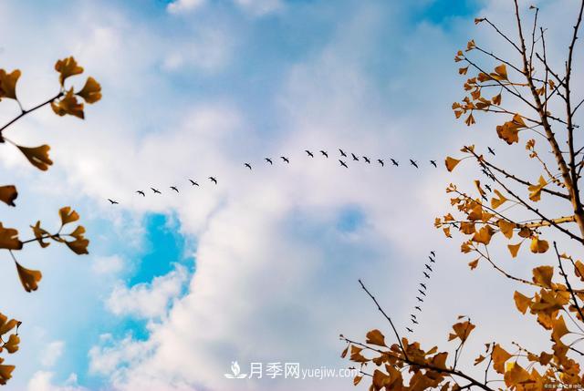 2021綠化苗木行業(yè)兩極分化加劇 你是哪一級？(圖2)