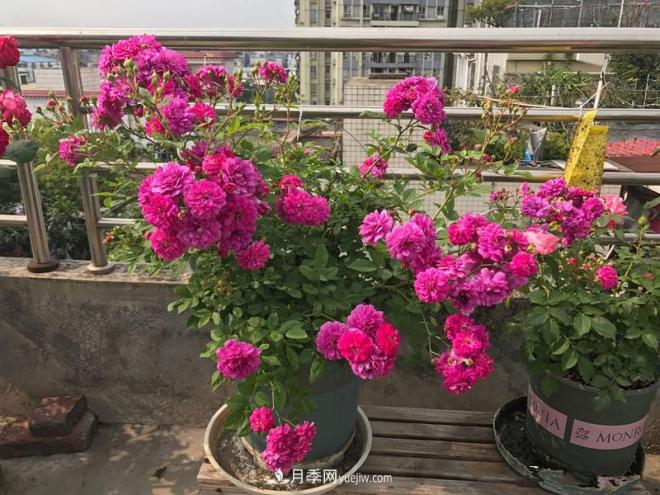 甜蜜馬車(chē)月季，花朵又美又香，四季持續(xù)開(kāi)花，值得擁有(圖1)