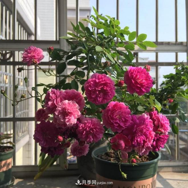 甜蜜馬車(chē)月季，花朵又美又香，四季持續(xù)開(kāi)花，值得擁有(圖2)