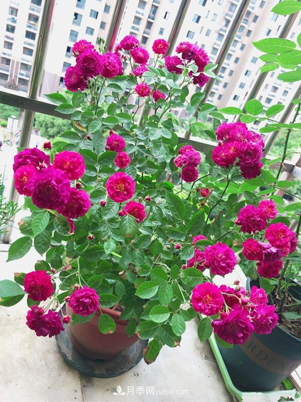 甜蜜馬車(chē)月季，花朵又美又香，四季持續(xù)開(kāi)花，值得擁有(圖4)