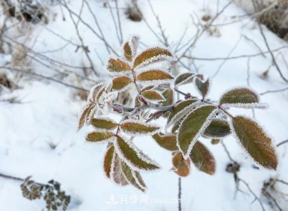 盆栽月季花冬季管理必知，修剪、防凍、防風(圖2)