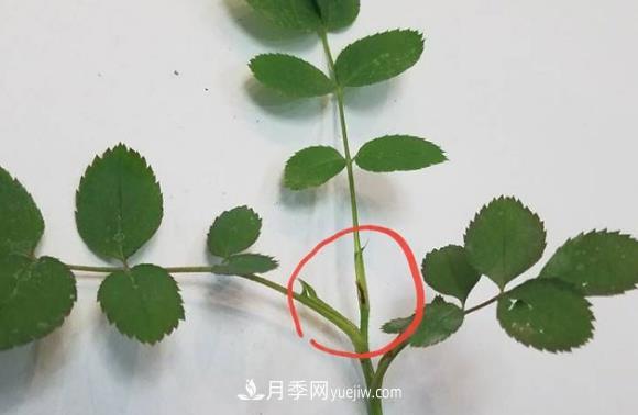 月季盲枝如何分辨？剪不剪？(圖1)