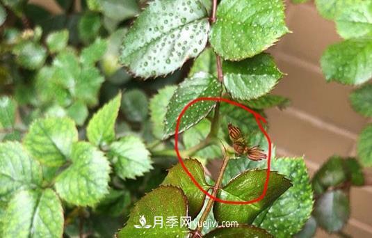 月季盲枝如何分辨？剪不剪？(圖3)