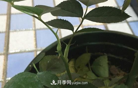 月季盲枝如何分辨？剪不剪？(圖2)
