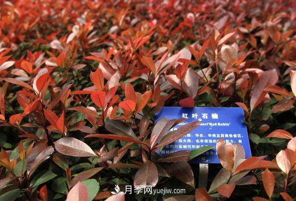 南陽紅葉石楠，多元造型與養(yǎng)護(hù)，低端苗木玩出高大上(圖1)