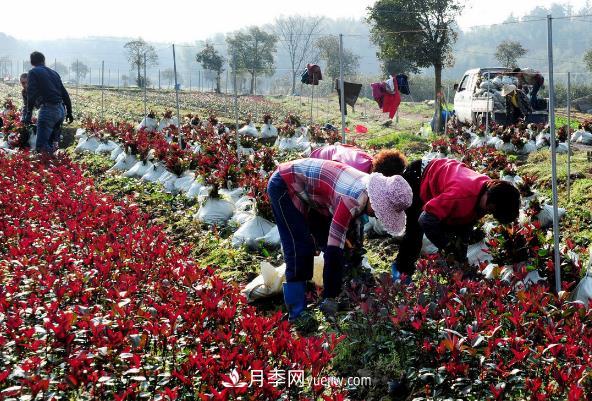 南陽紅葉石楠，多元造型與養(yǎng)護(hù)，低端苗木玩出高大上(圖2)