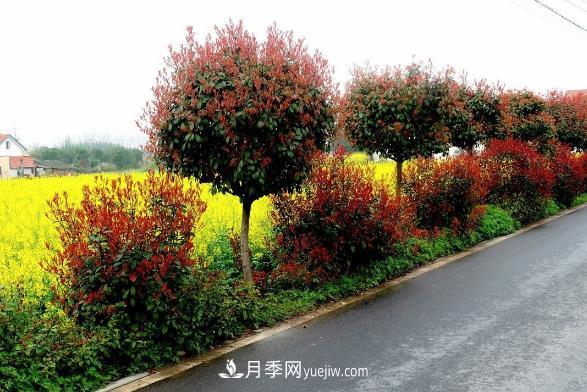 南陽紅葉石楠，多元造型與養(yǎng)護(hù)，低端苗木玩出高大上(圖3)