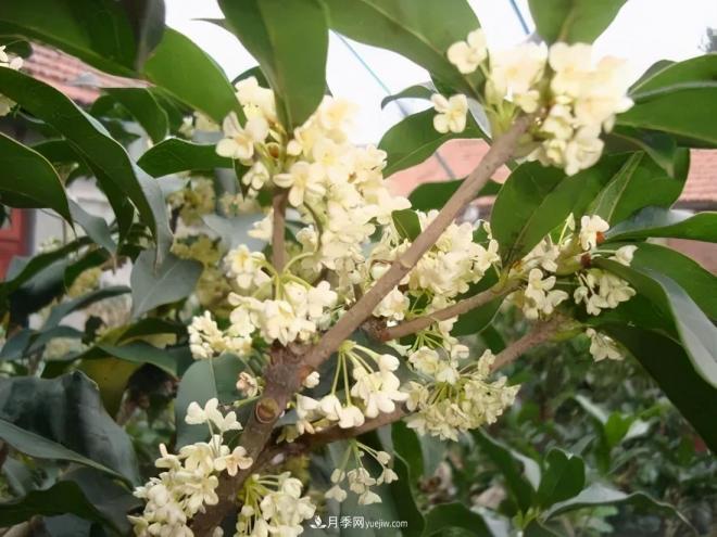 南陽桂花多達(dá)45個品種，漲知識了(圖1)