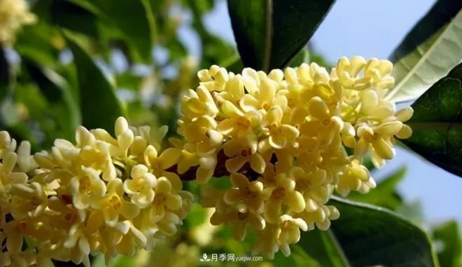 南陽桂花多達(dá)45個品種，漲知識了(圖3)