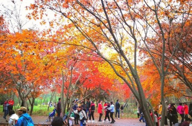 2020年火爆的叢生樹，2021年還會火下去嗎？(圖4)