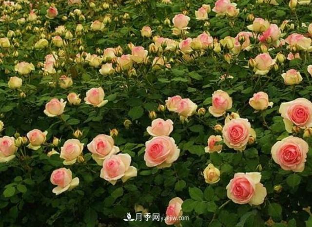 藤本月季有“2件傻事”不要做，否則明年花量“少1半”(圖3)