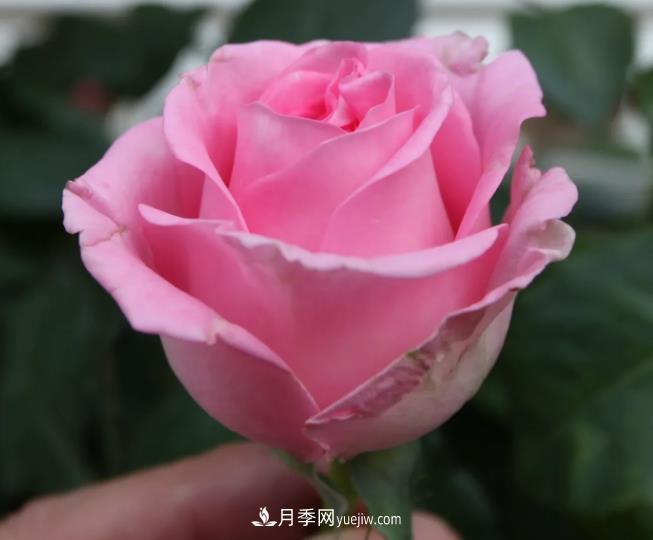 蘇醒月季，適合南方夏天的切花月季品種(圖2)