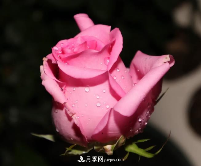 蘇醒月季，適合南方夏天的切花月季品種(圖3)