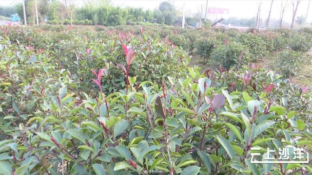 荊門沙洋：發(fā)展苗木產業(yè) 做致富引路人(圖3)